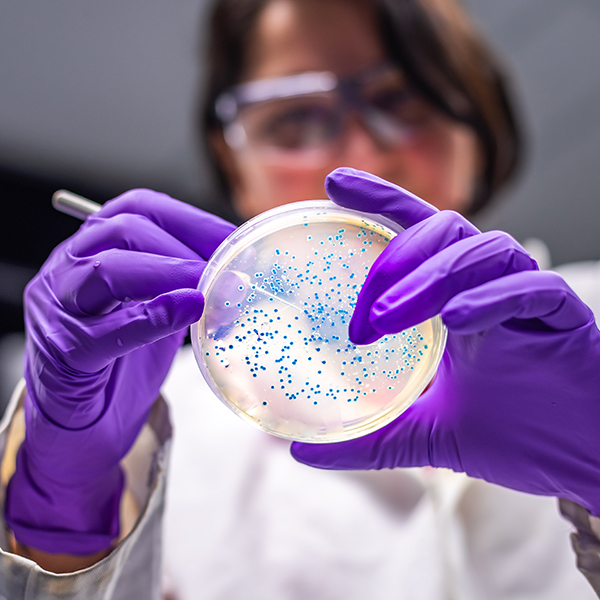 Scientist looking at a petri dish